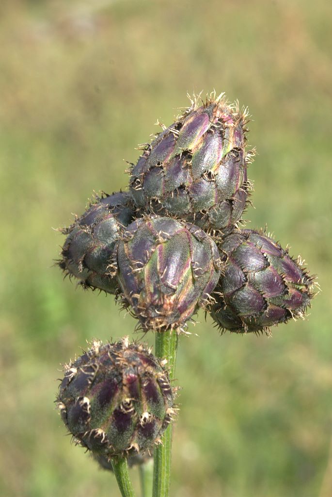 Centaurea scabiosa subsp. scabiosa / Fiordaliso vedovino